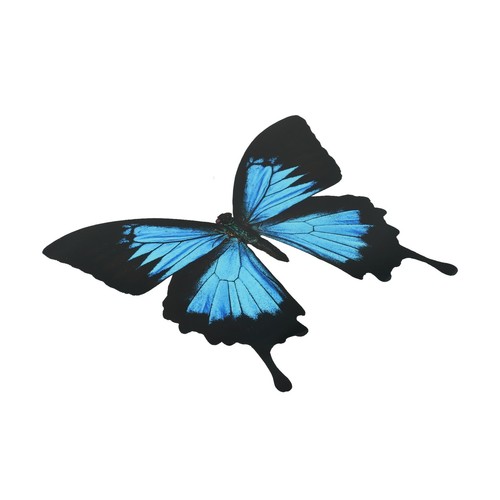 Farfalla mozzafiato pvc - farfalla,