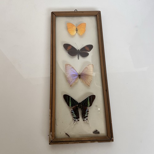 Quadro con farfalle vere - farfalle,